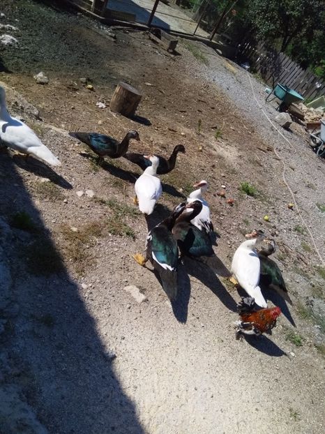  - ratele mele lesesti 2