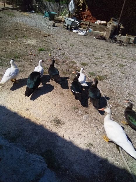  - ratele mele lesesti 2