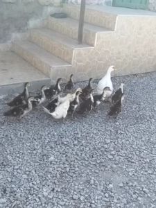  - ratele mele lesesti 2