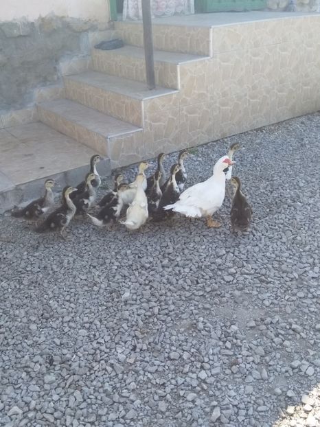  - ratele mele lesesti 2