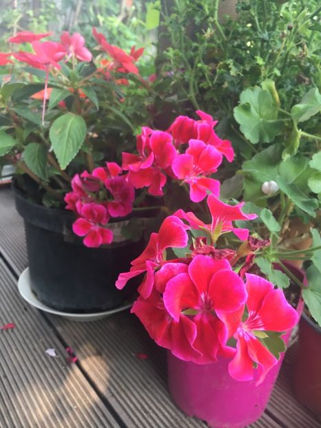 0261B7DD-7A31-4950-940B-76D0842F2E66 - Muscate 2018