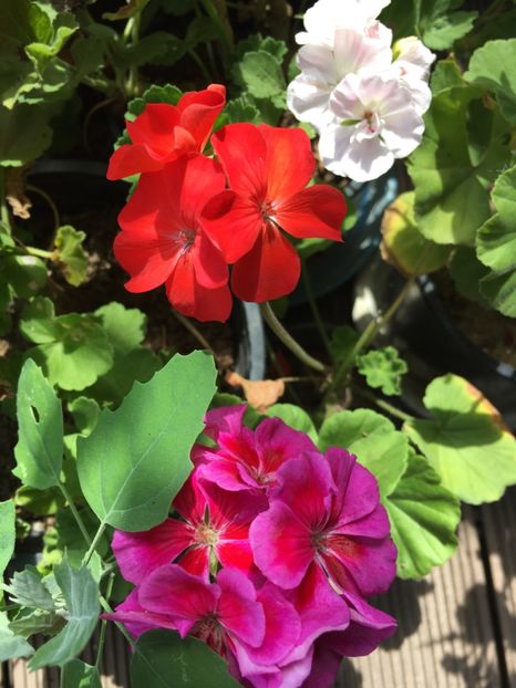 DCC10B2E-B46E-4F7F-BC8D-FEBDA4E6B853 - Muscate 2018