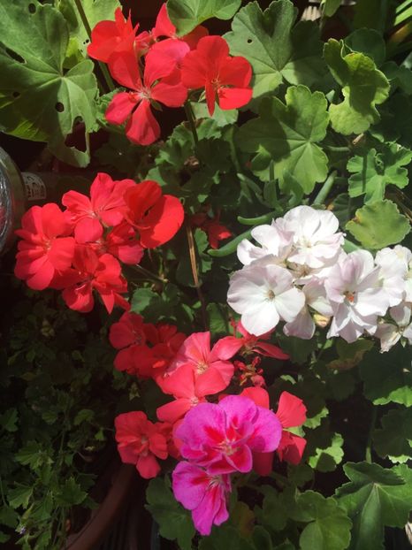 74728AF1-5F28-4AFC-BEF8-A74D6C282B54 - Muscate 2018