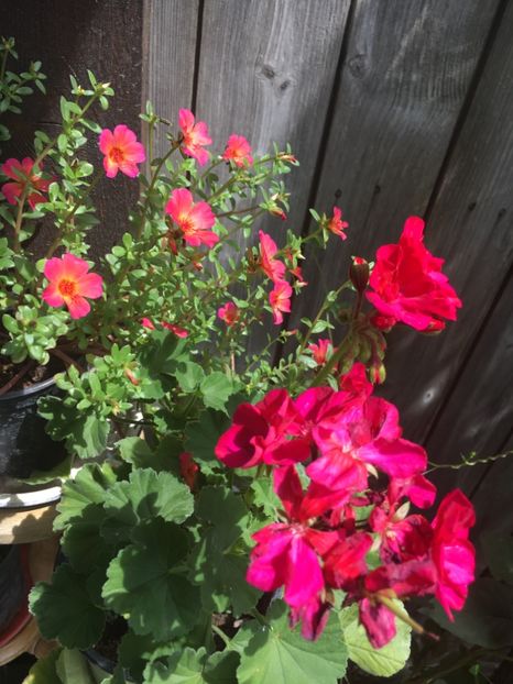 12556223-4E42-4171-92CE-0535F81C4117 - Muscate 2018