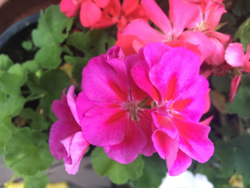 075AC0FC-F698-450F-8BCA-CEA907ABF610 - Muscate 2018