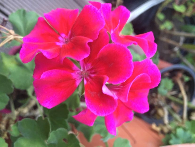 2112DA76-0FBE-4B16-88D5-FE4BDA124C84 - Muscate 2018