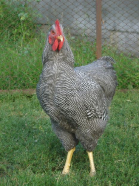  - COCOSI PLYMOUTH ROCK BARAT PT REPRODUCTIE 2019