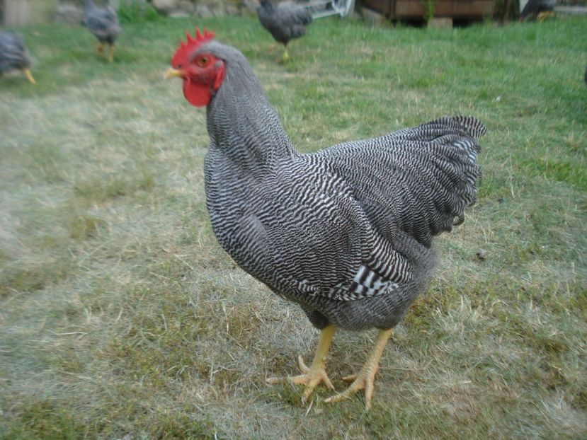  - COCOSI PLYMOUTH ROCK BARAT PT REPRODUCTIE 2019