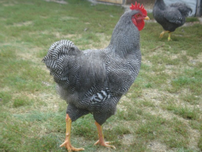  - COCOSI PLYMOUTH ROCK BARAT PT REPRODUCTIE 2019