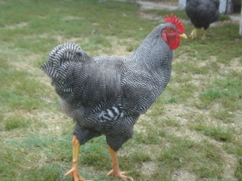  - COCOSI PLYMOUTH ROCK BARAT PT REPRODUCTIE 2019