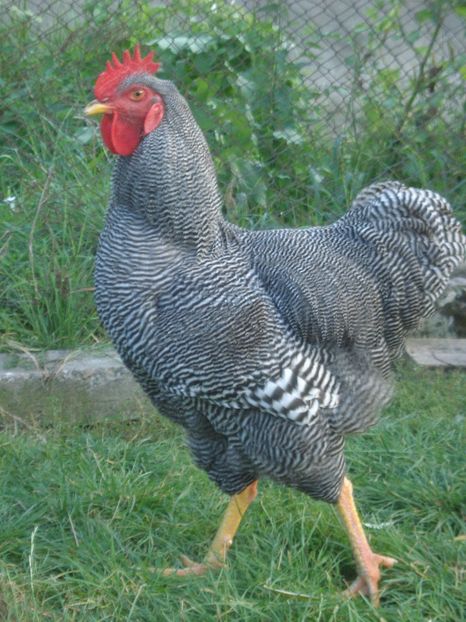  - COCOSI PLYMOUTH ROCK BARAT PT REPRODUCTIE 2019