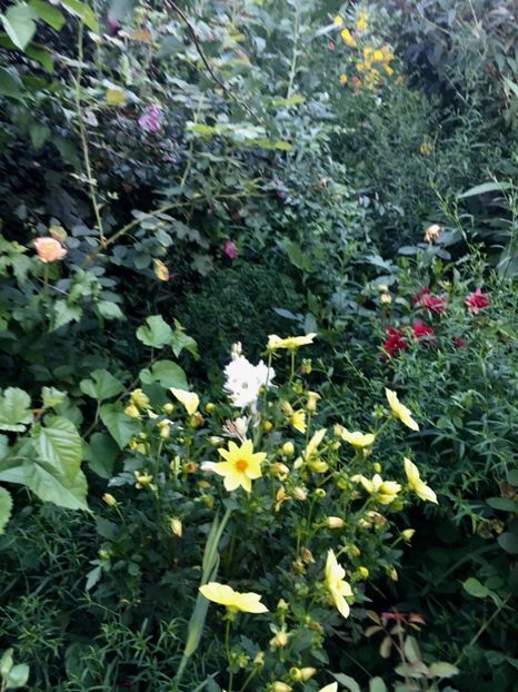 2A674FCE-FB4F-467D-B2AF-74D1EC045FFD - Dalii 2018