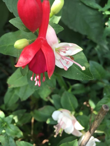 874686E4-9B20-4B5F-BCD4-FB57275F7728 - Fucsii 2018