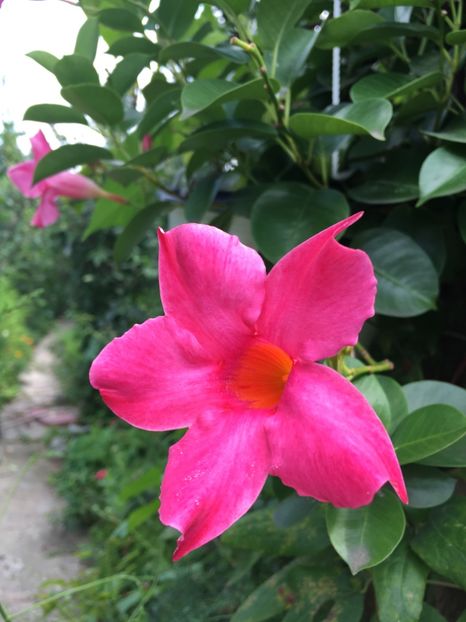 28AC302C-54A8-425D-B7CE-49D79A7501B9 - Mandeville 2018