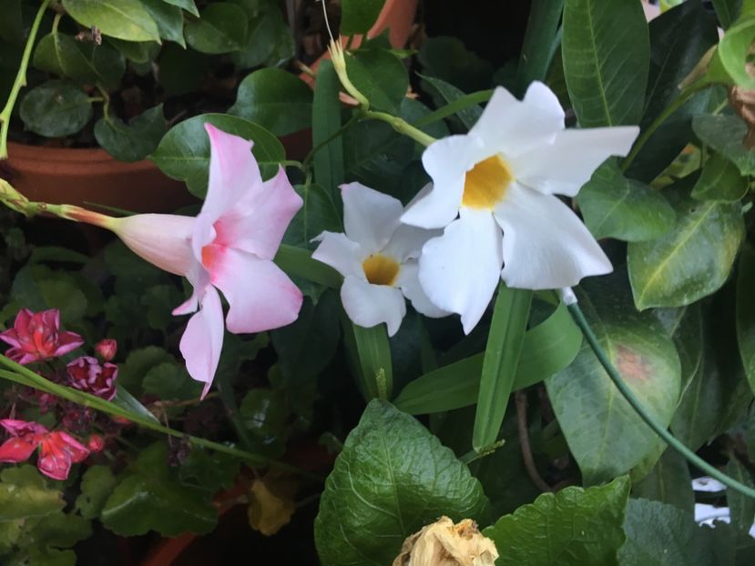 488DB73C-D927-4C1D-8817-7F69AE454A8E - Mandeville 2018