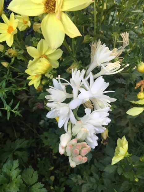 63B53F79-8AC3-4935-9B89-2625E96F35A7 - Flori de vara 2018