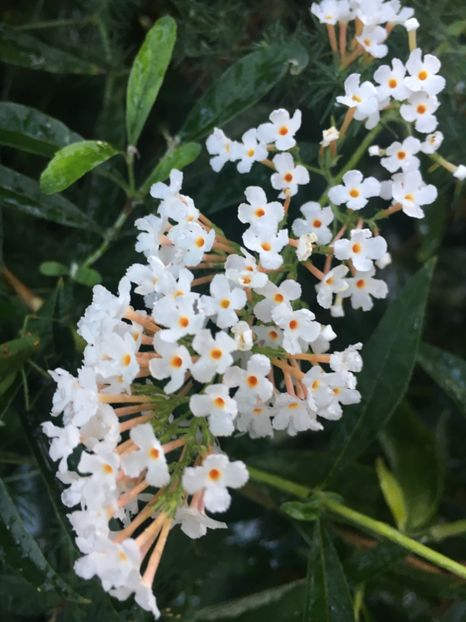 C48D38BC-25E4-4DE4-A3FD-C170CE15E976 - Arbuști 2018