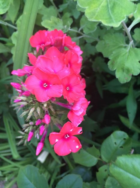 442FC5DE-129D-4A54-8DB1-8B2AAF834262 - Flox 2018