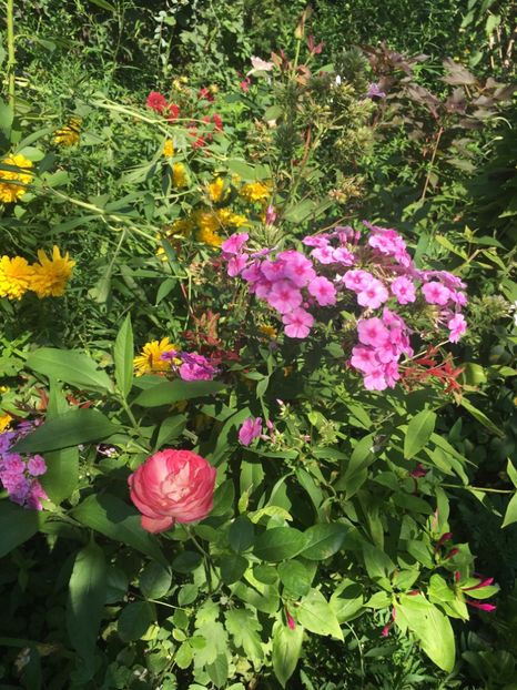 153F3BF8-6C43-45B0-8123-9C5D36EDB2D6 - Flox 2018