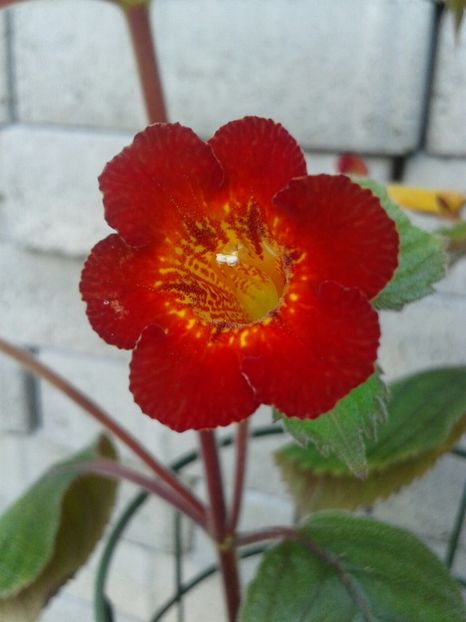 Botanik - Achimenes și Kohleria 2018