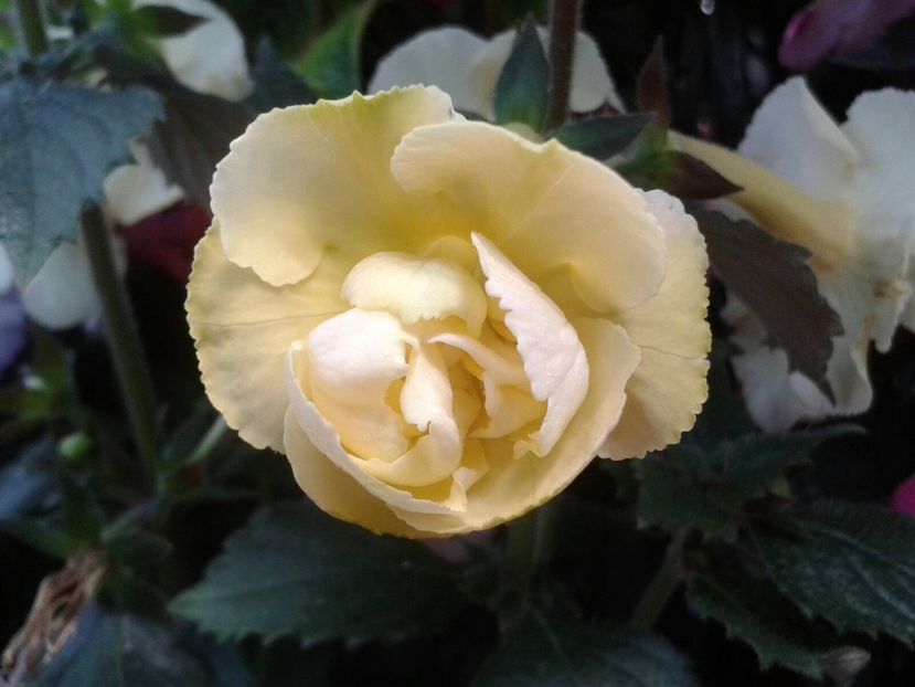 Yellow Fever-Erika - Yellow English Rose