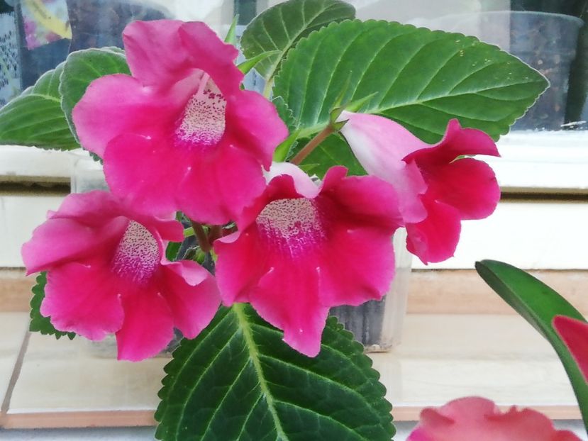  - Gloxinia