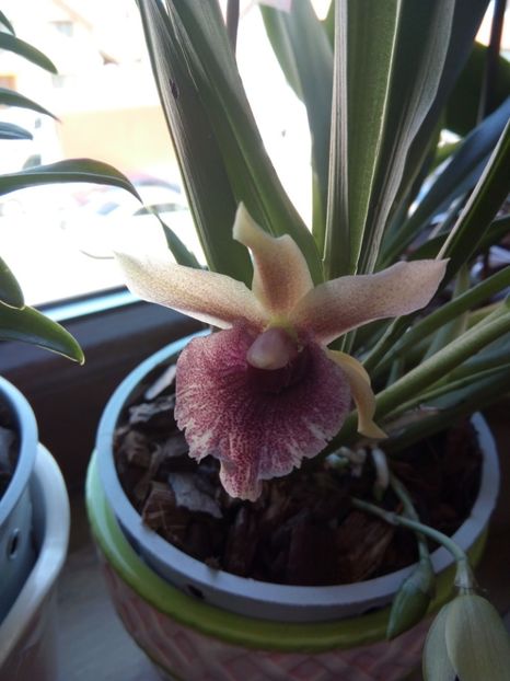  - florile mele dragi