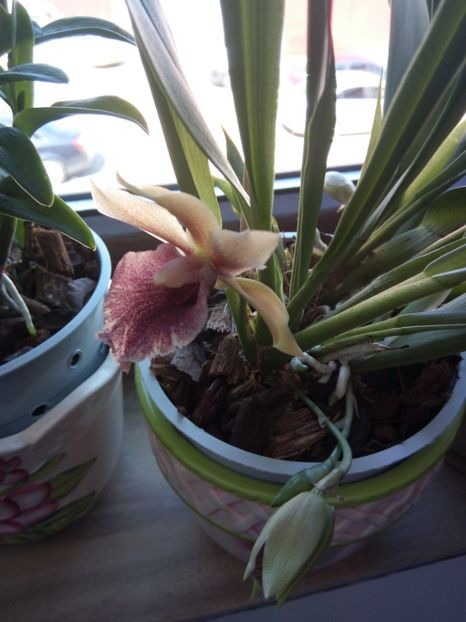 Cochleanthes - florile mele dragi