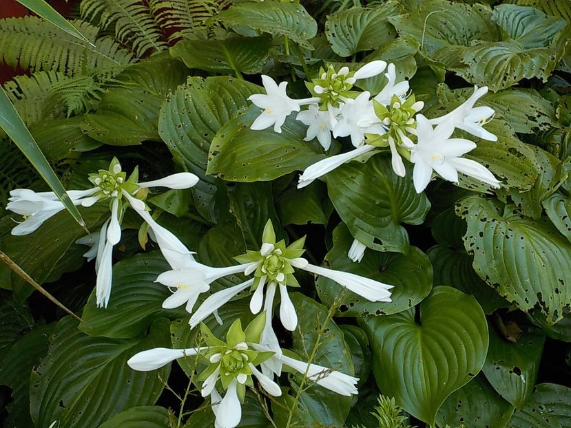  - hosta