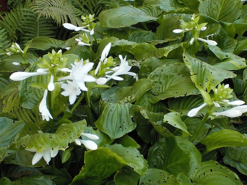  - hosta