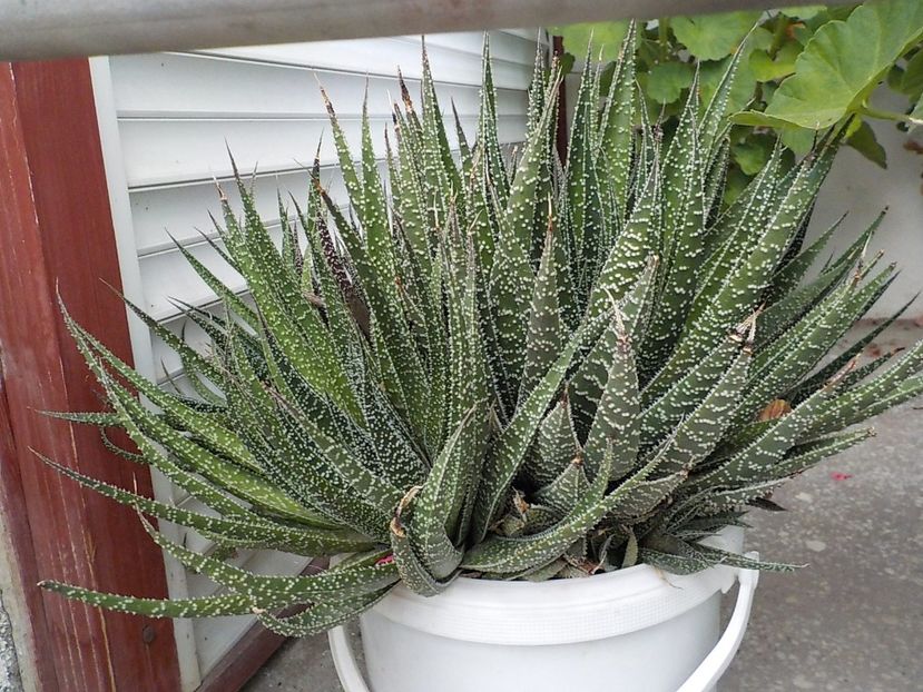  - aloe aristata