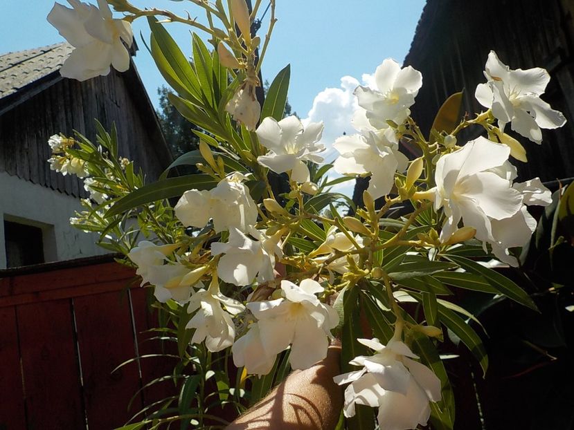  - mont blanc leandru nr 22