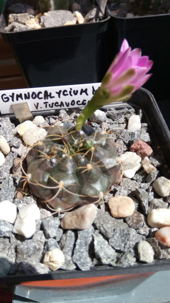 14.08.2018 - Gymnocalycium damsii v tucavocence