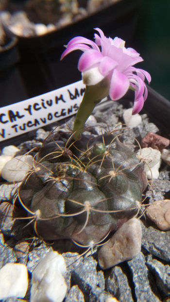 14.08.2018 - Gymnocalycium damsii v tucavocence