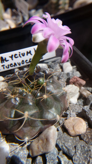 14.08.2018 - Gymnocalycium damsii v tucavocence