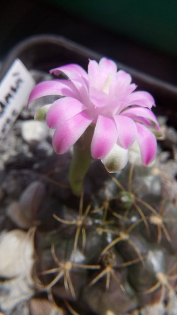 14.08.2018 - Gymnocalycium damsii v tucavocence