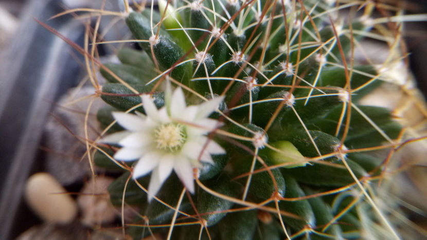 14.08.2018 - Mammillaria camptotricha