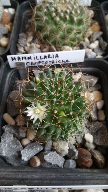 14.08.2018 - Mammillaria camptotricha