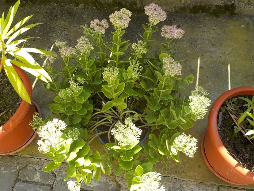  - Genul Sedum