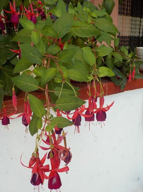  - fuchsii