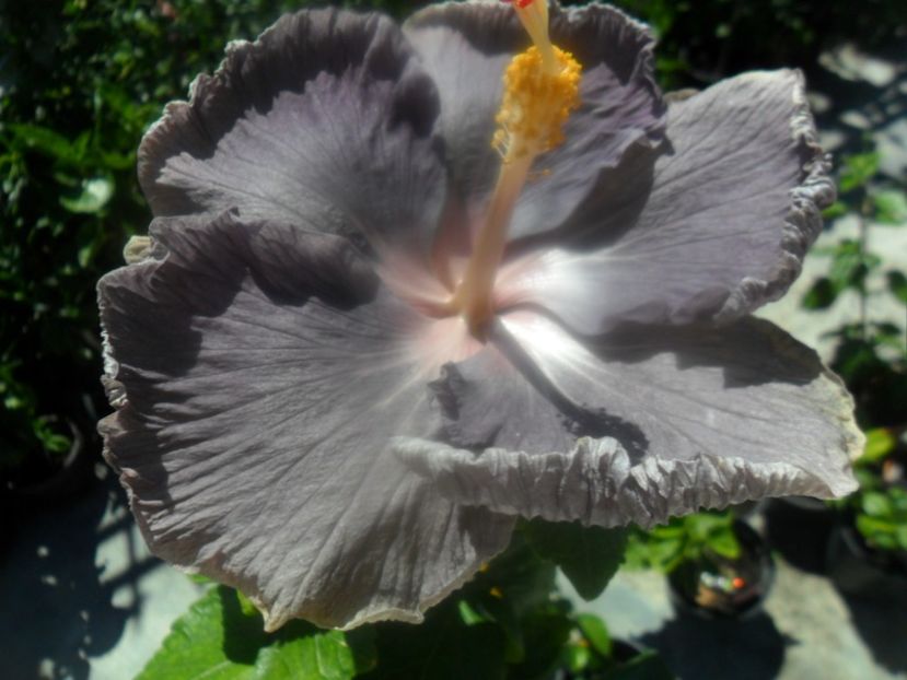  - 000-hibiscusi deosebiti