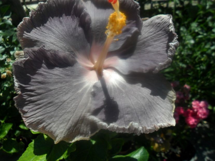  - 000-hibiscusi deosebiti