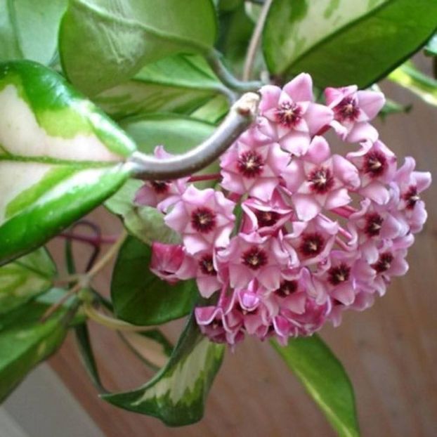 hoya tricolor exemplificare - HOYA TRICOLOR