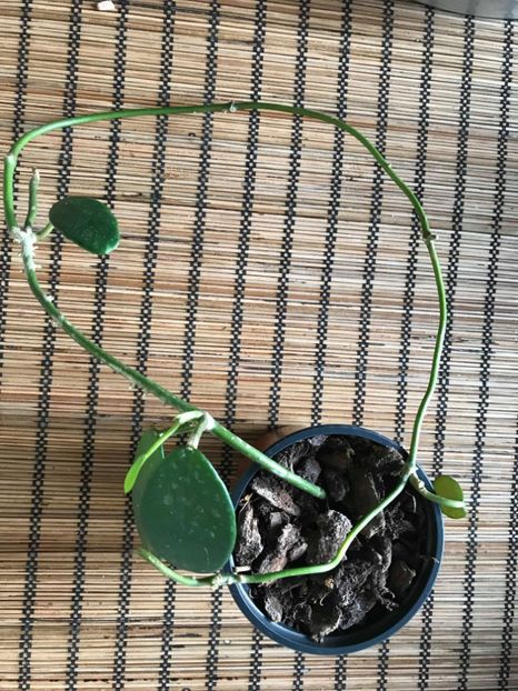 hoya diversifolia 25 de lei - HOYA DIVERSIFOLIA