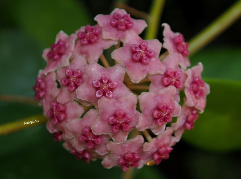 hoya diversifloia exempificare - HOYA DIVERSIFOLIA