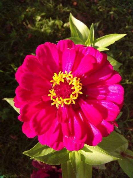  - AAAA__CARCIUMARESE 2015_2017_2018_2019