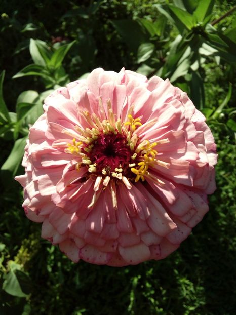  - AAAA__CARCIUMARESE 2015_2017_2018_2019