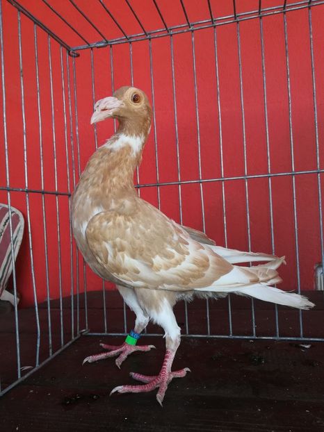 BG1 (3) - CARRIER PT MATCA 2019