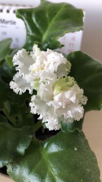 41326D27-370B-4BE1-8062-61F32C0F83BD - Flori 2018