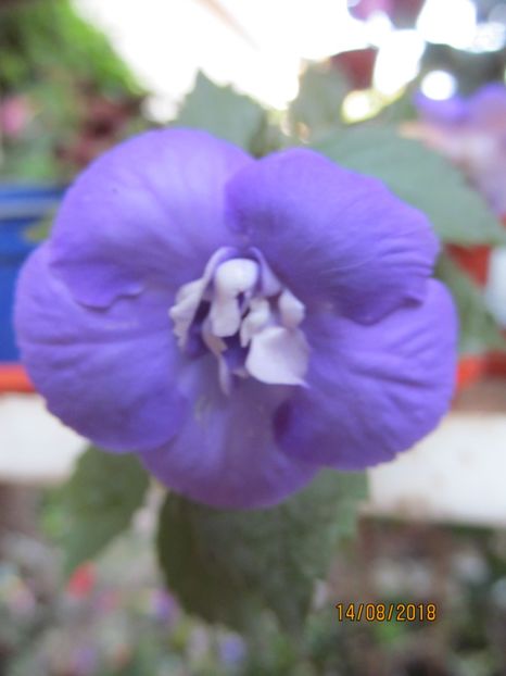 Alter Ego - ACHIMENES 2020 - VANZARI HIBRIZI